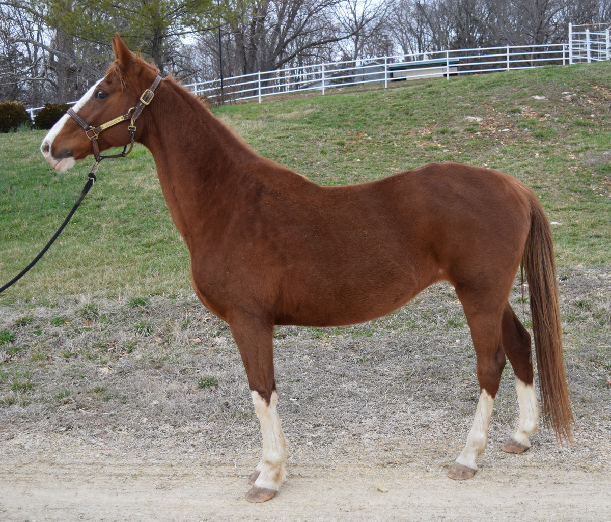 Charlotte, 20yo American Saddlebred mare, 15.0hh