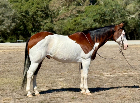 A MAGIC MAN, 13yo APHA Paint gelding, 15.0hh