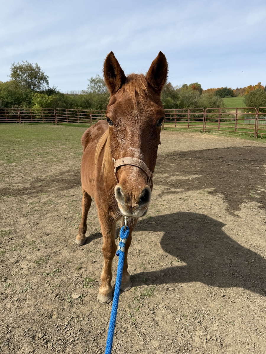 Twix, 28yo gelding, 9.0hh