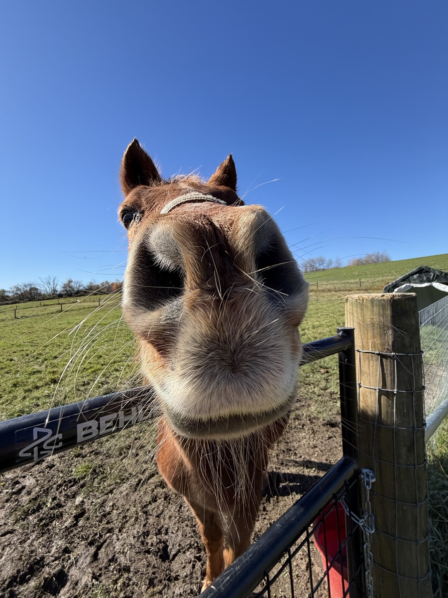 Twix, 28yo gelding, 9.0hh