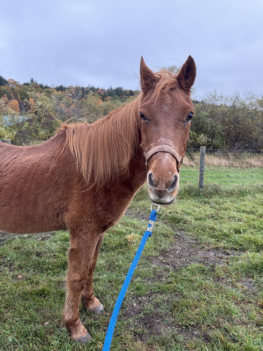 Twix, 28yo gelding, 9.0hh