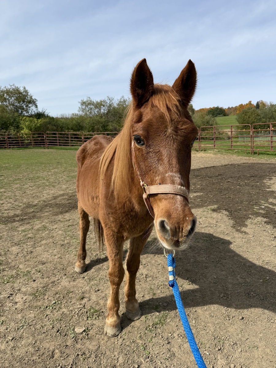 Twix, 28yo gelding, 9.0hh