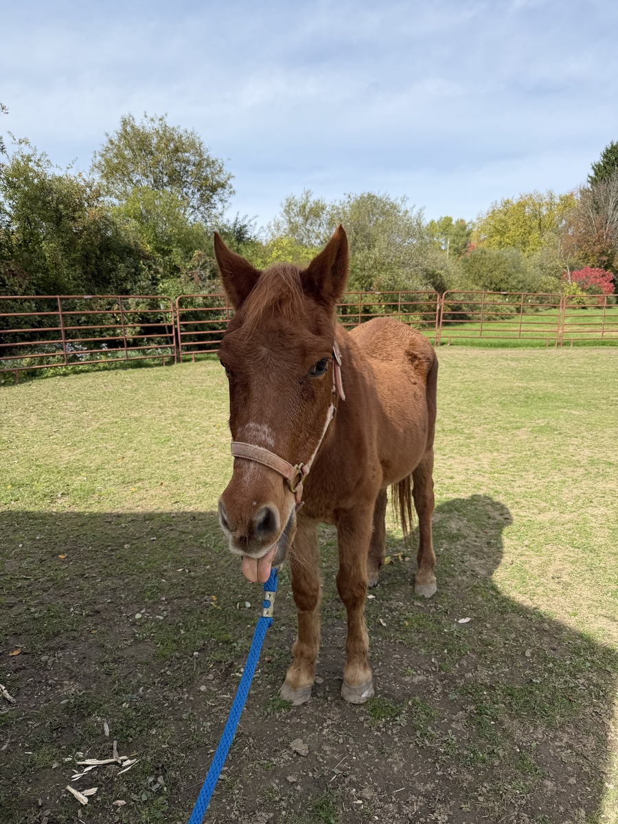 Twix, 28yo gelding, 9.0hh