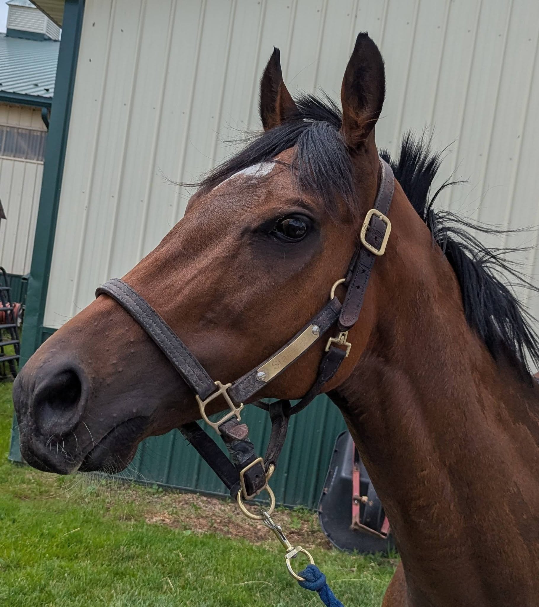 Connor, 6yo Thoroughbred gelding, 16hh