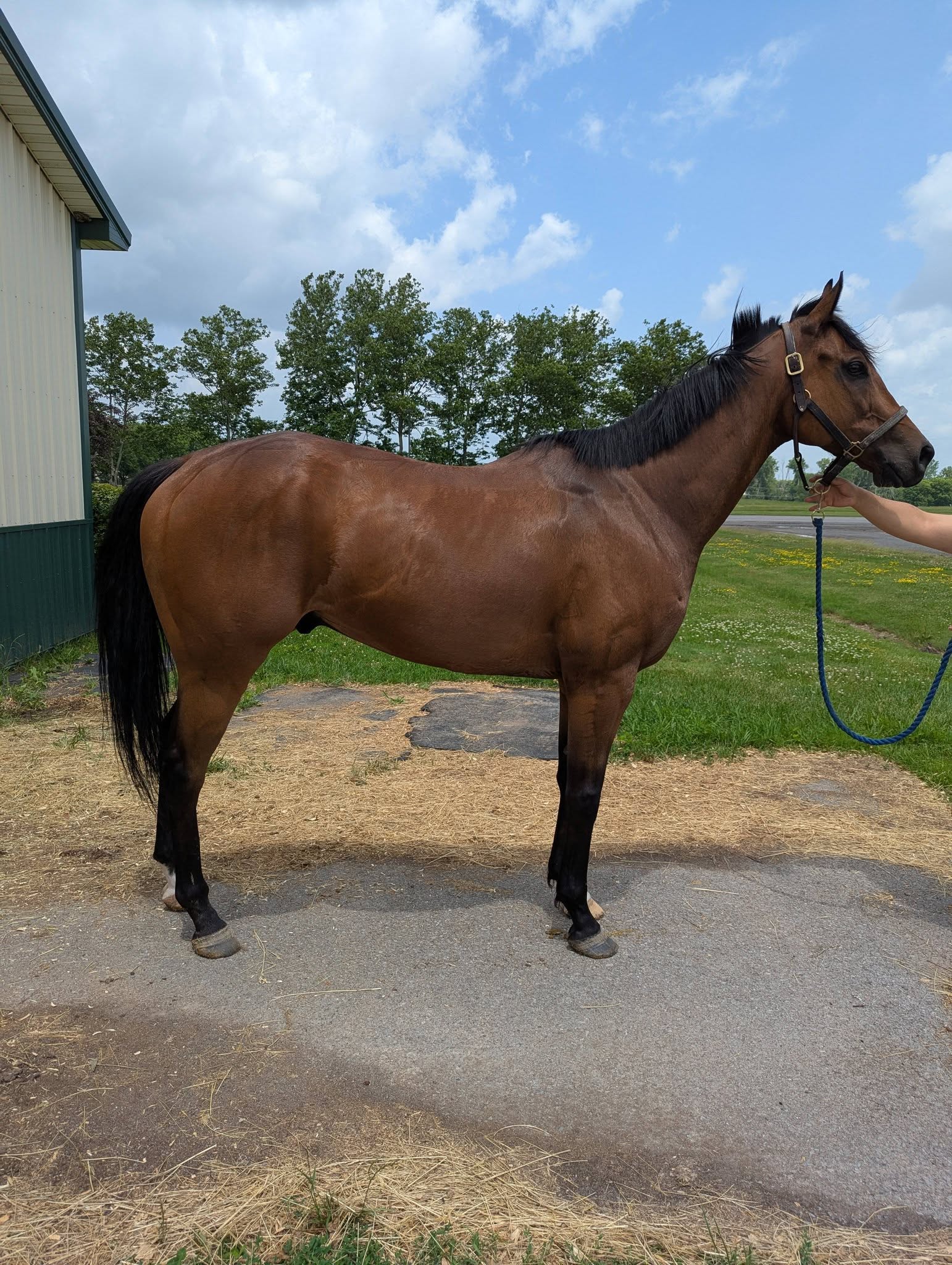 Connor, 6yo Thoroughbred gelding, 16hh