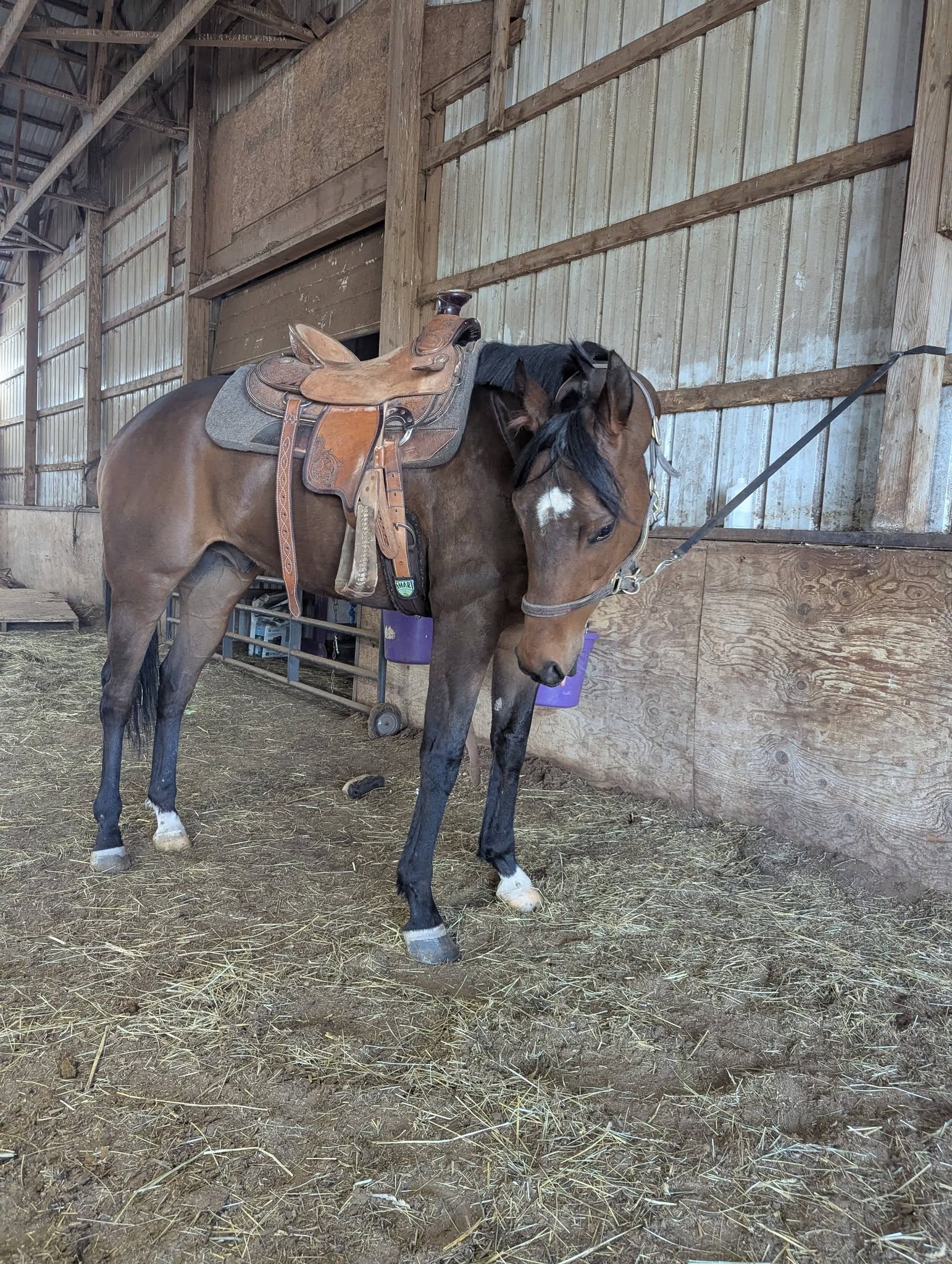 Connor, 6yo Thoroughbred gelding, 16hh