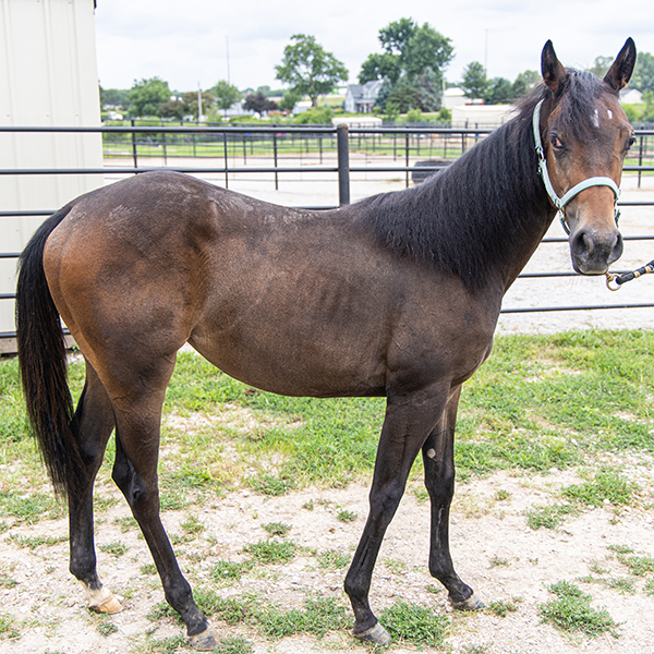 Bug, 1yo filly, 11.0hh