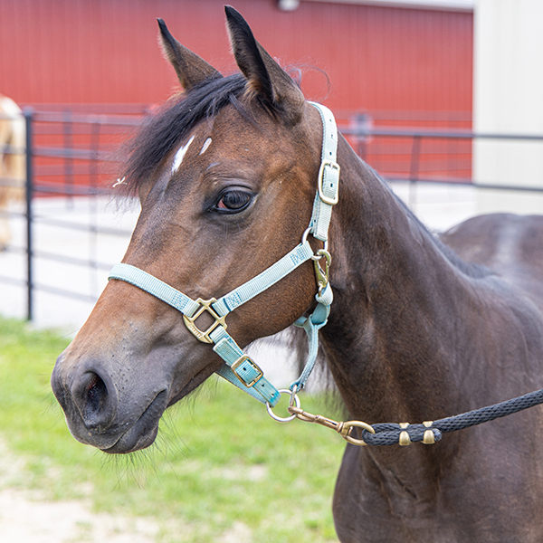 Bug, 1yo filly, 11.0hh