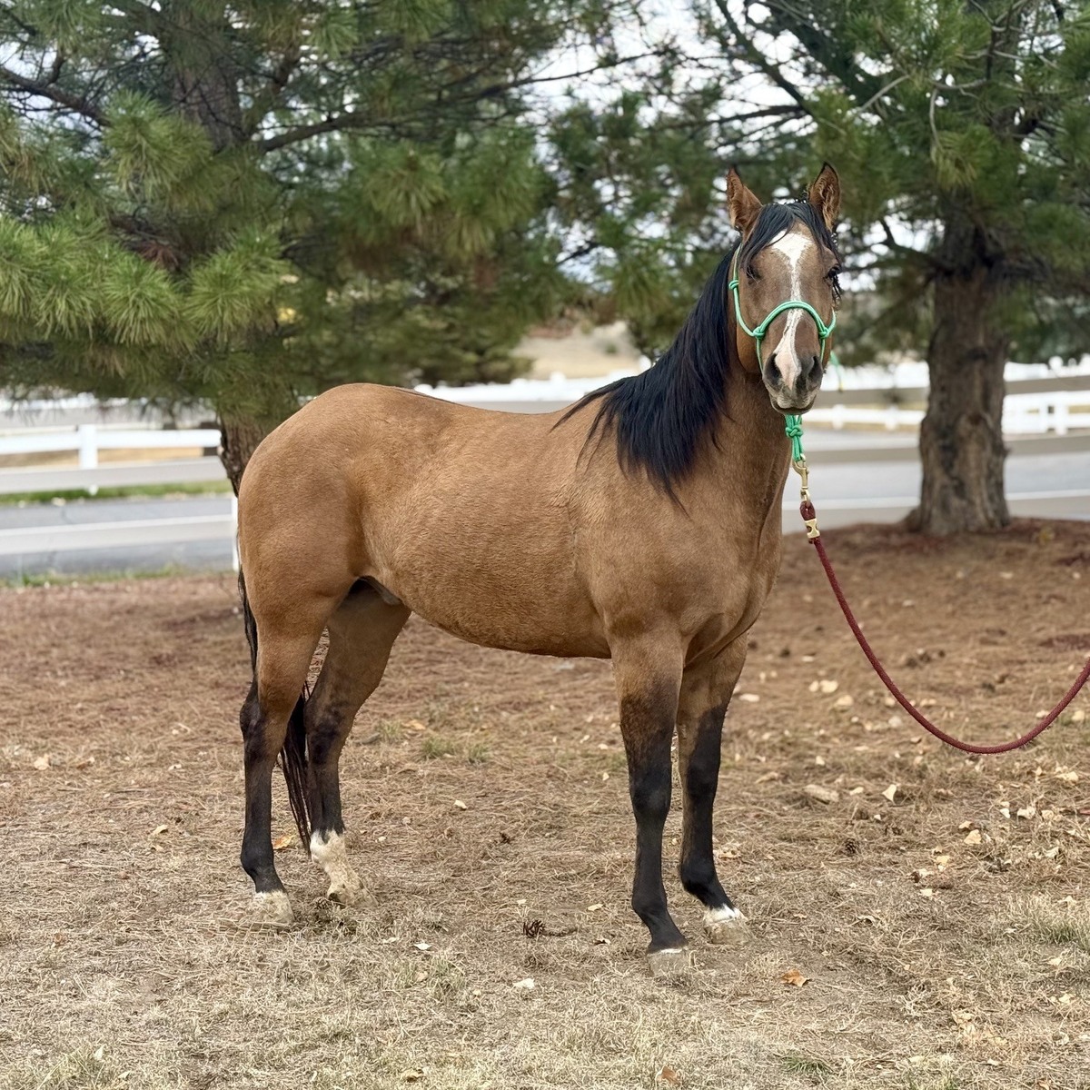 Jimmy Neutron, 4yo gelding, 13.2hh
