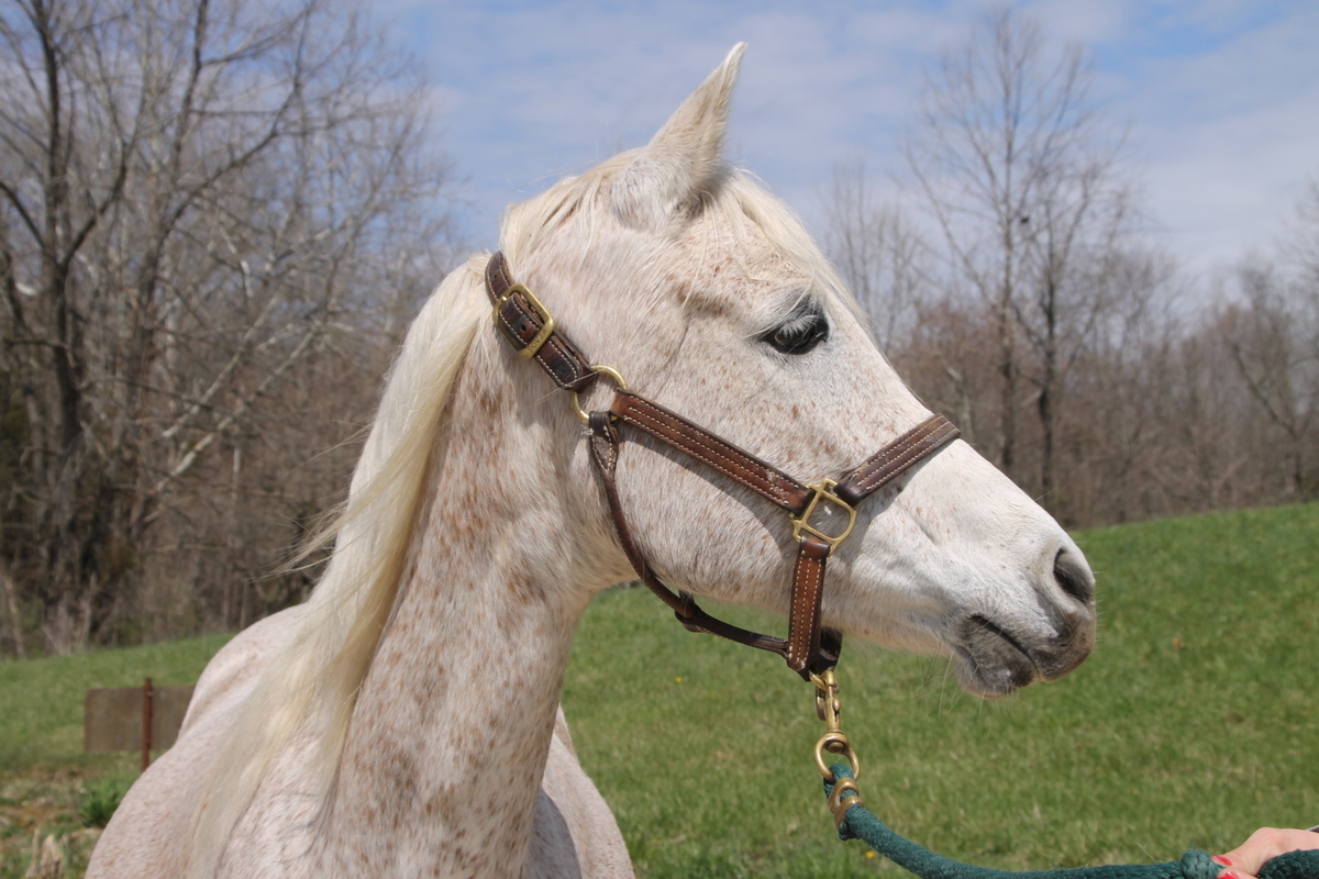 Cloud, 14yo Arabian mare, 14.1hh