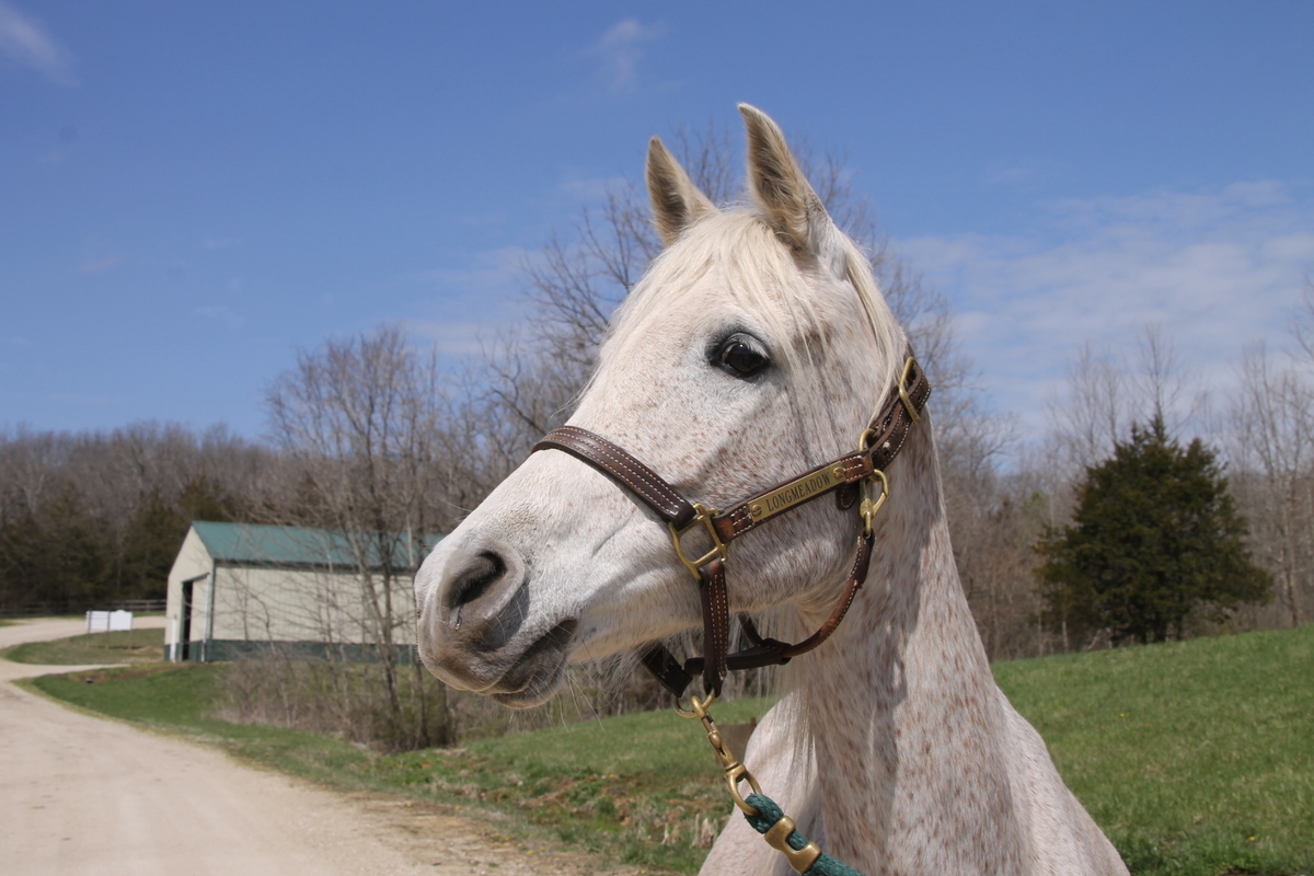 Cloud, 14yo Arabian mare, 14.1hh