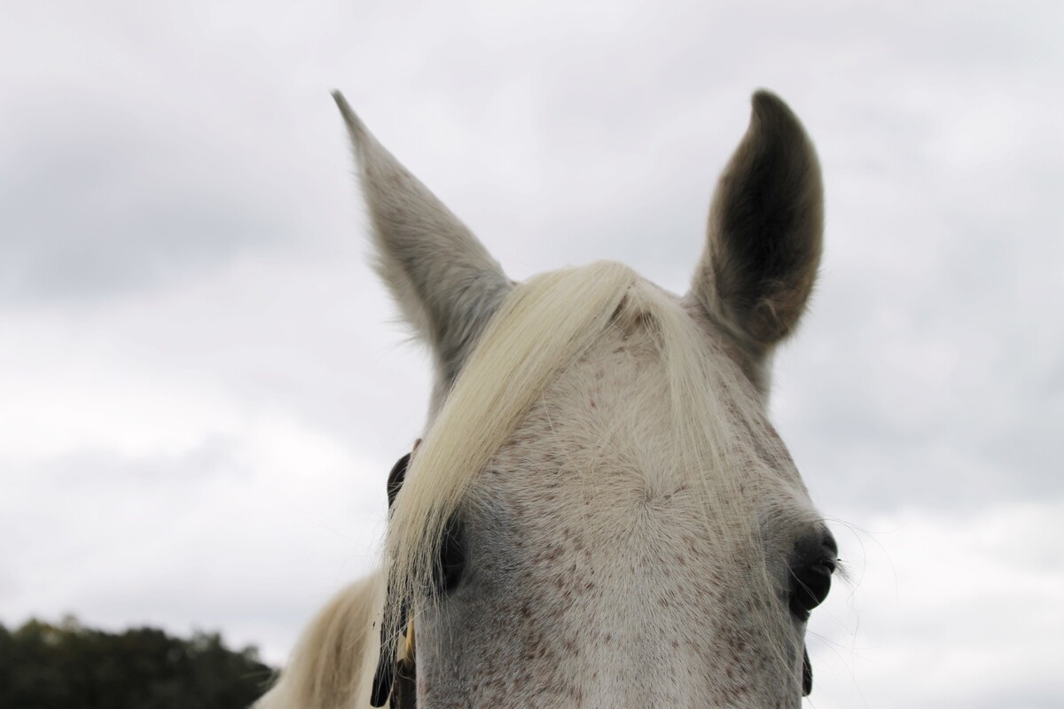Cloud, 14yo Arabian mare, 14.1hh