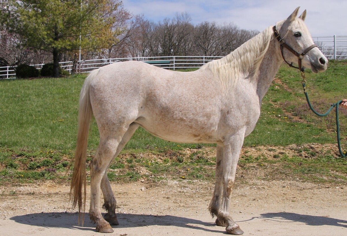 Cloud, 14yo Arabian mare, 14.1hh