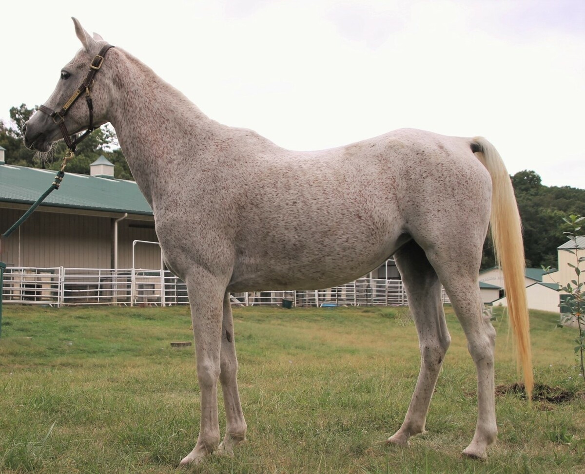 Cloud, 14yo Arabian mare, 14.1hh
