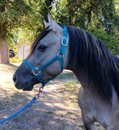 Fierro De Dble L (Frankie), 4yo Kiger Mustang gelding, 14.2hh