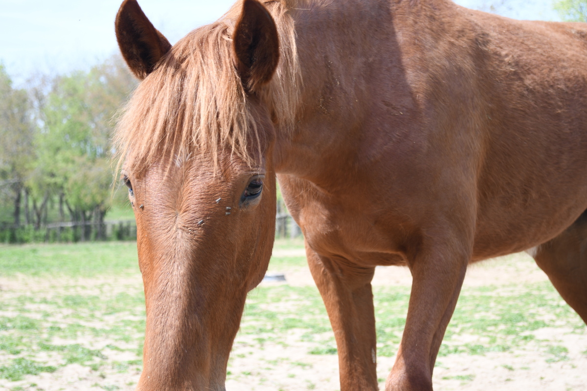 Fauna, 4yo filly, 15.1hh