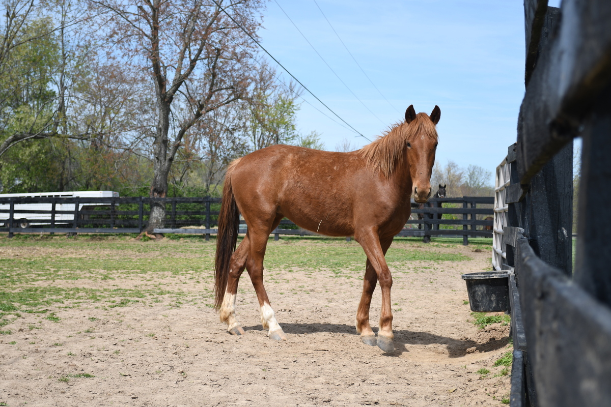 Fauna, 4yo filly, 15.1hh