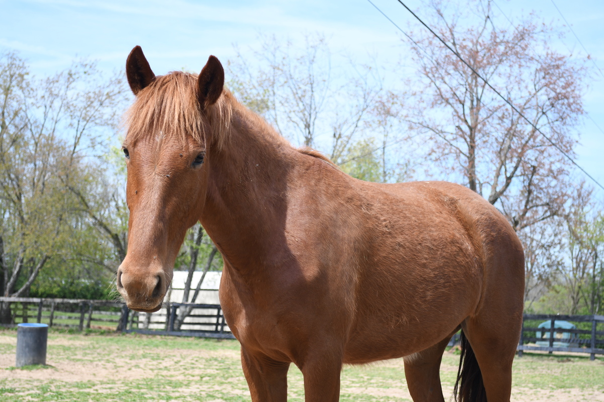 Fauna, 4yo filly, 15.1hh