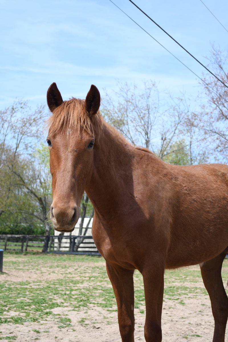 Fauna, 4yo filly, 15.1hh