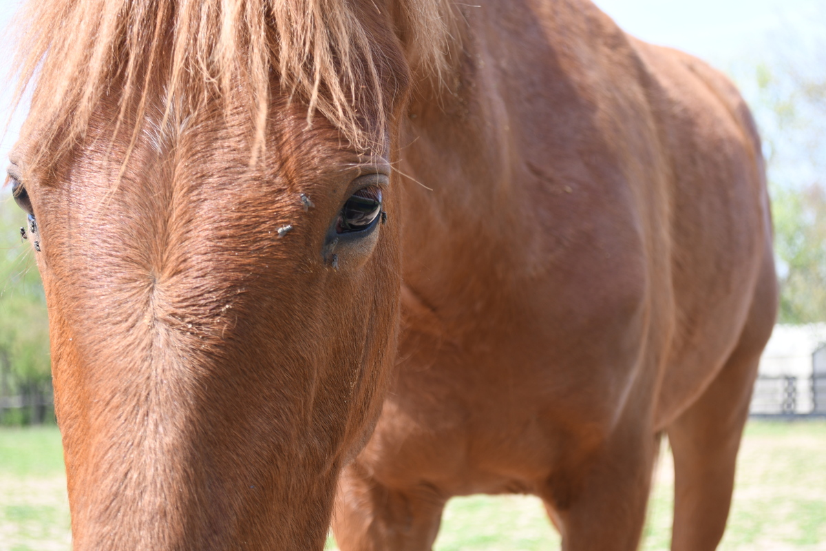 Fauna, 4yo filly, 15.1hh