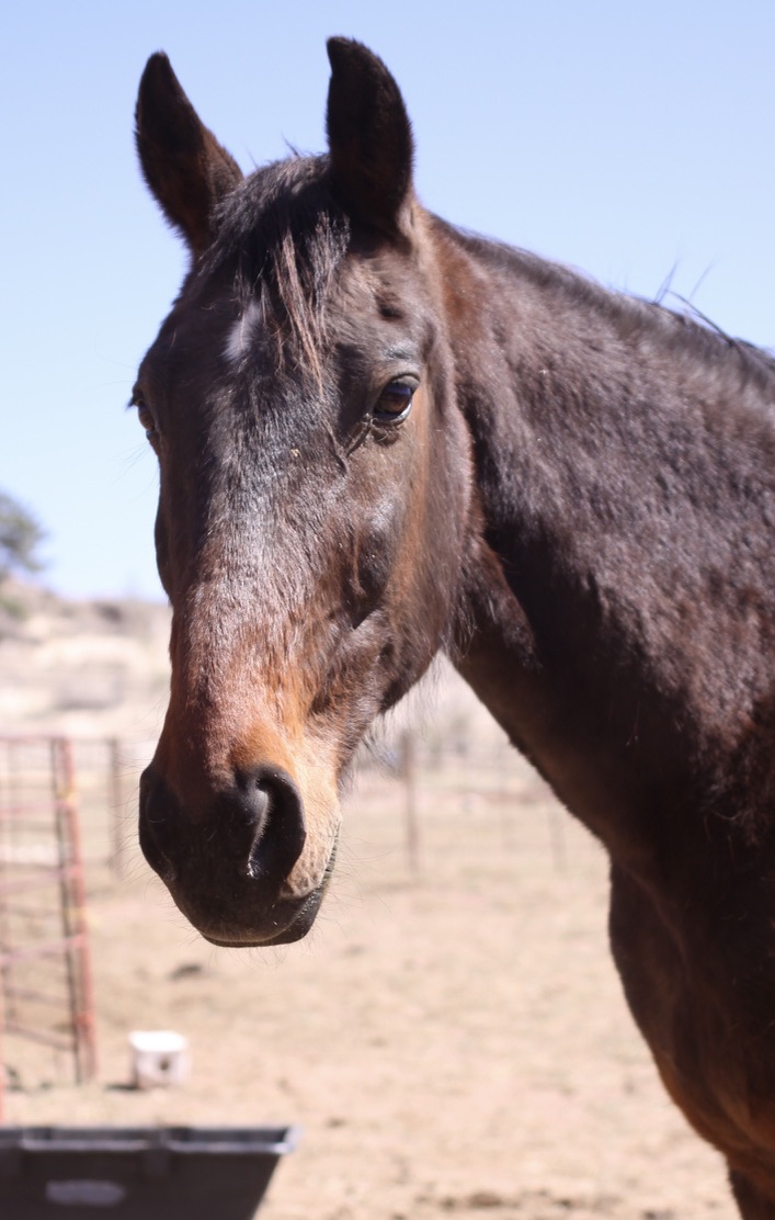 Simon, 24yo Standardbred gelding, 15.1hh