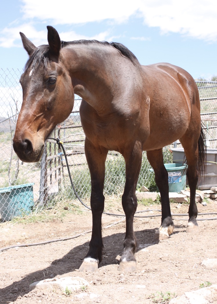 Simon, 24yo Standardbred gelding, 15.1hh