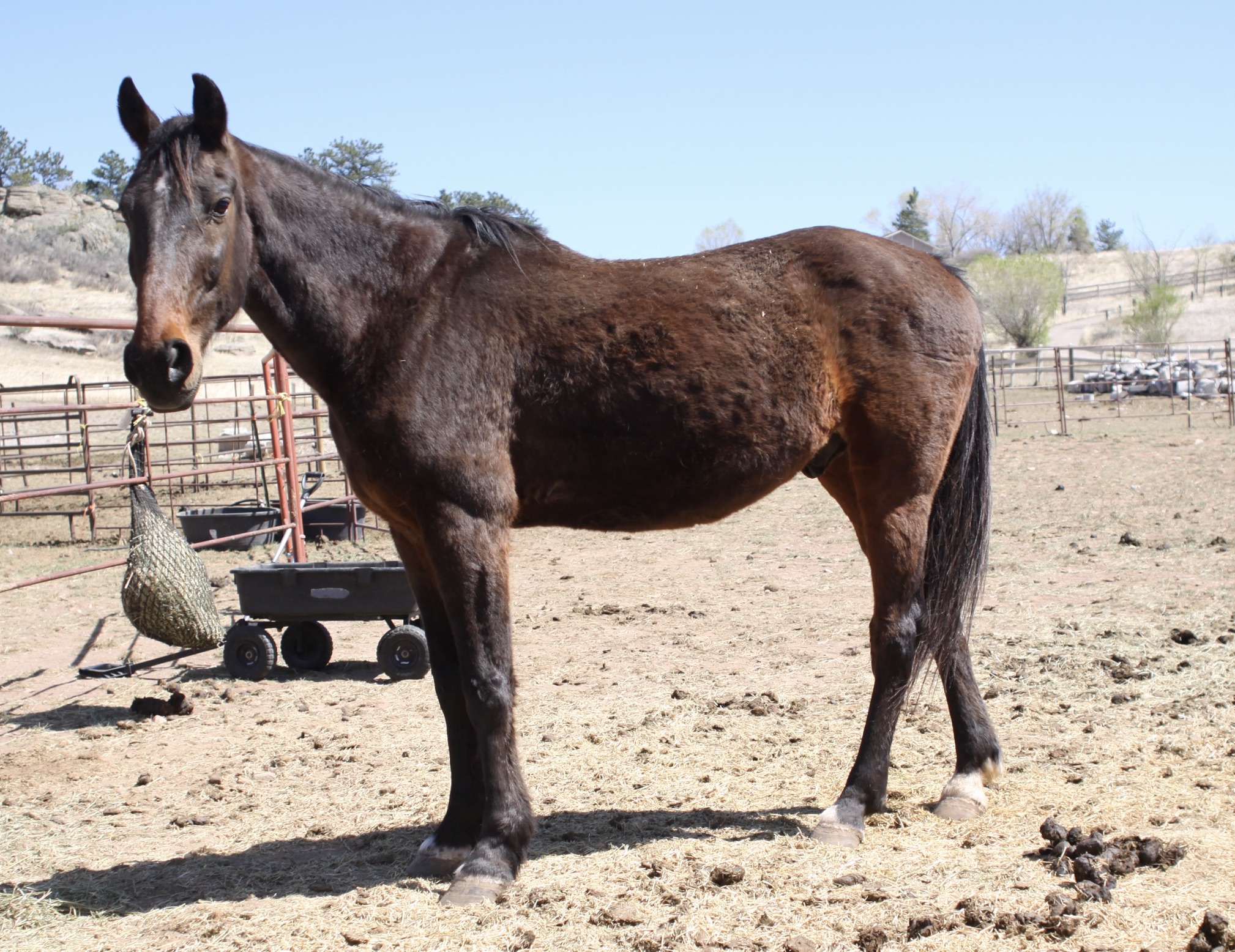 Simon, 24yo Standardbred gelding, 15.1hh