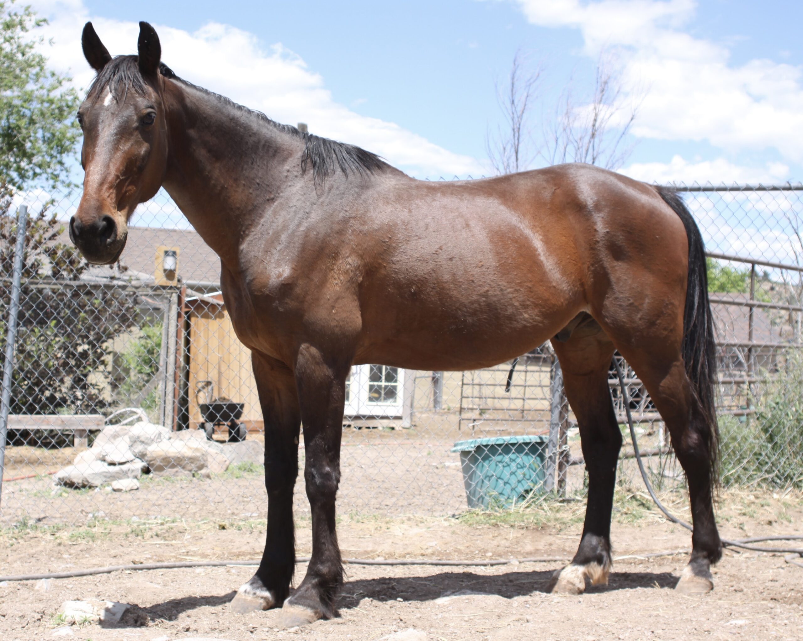 Simon, 24yo Standardbred gelding, 15.1hh
