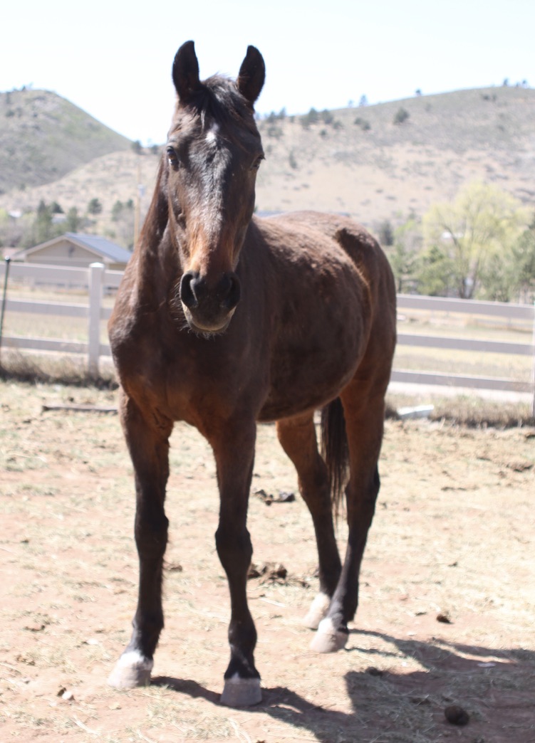 Simon, 24yo Standardbred gelding, 15.1hh