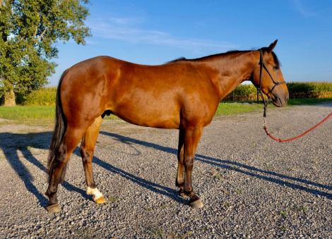 HB REYDAY BOON (MCLAREN), 2yo AQHA Quarter Horse gelding, 14.3hh