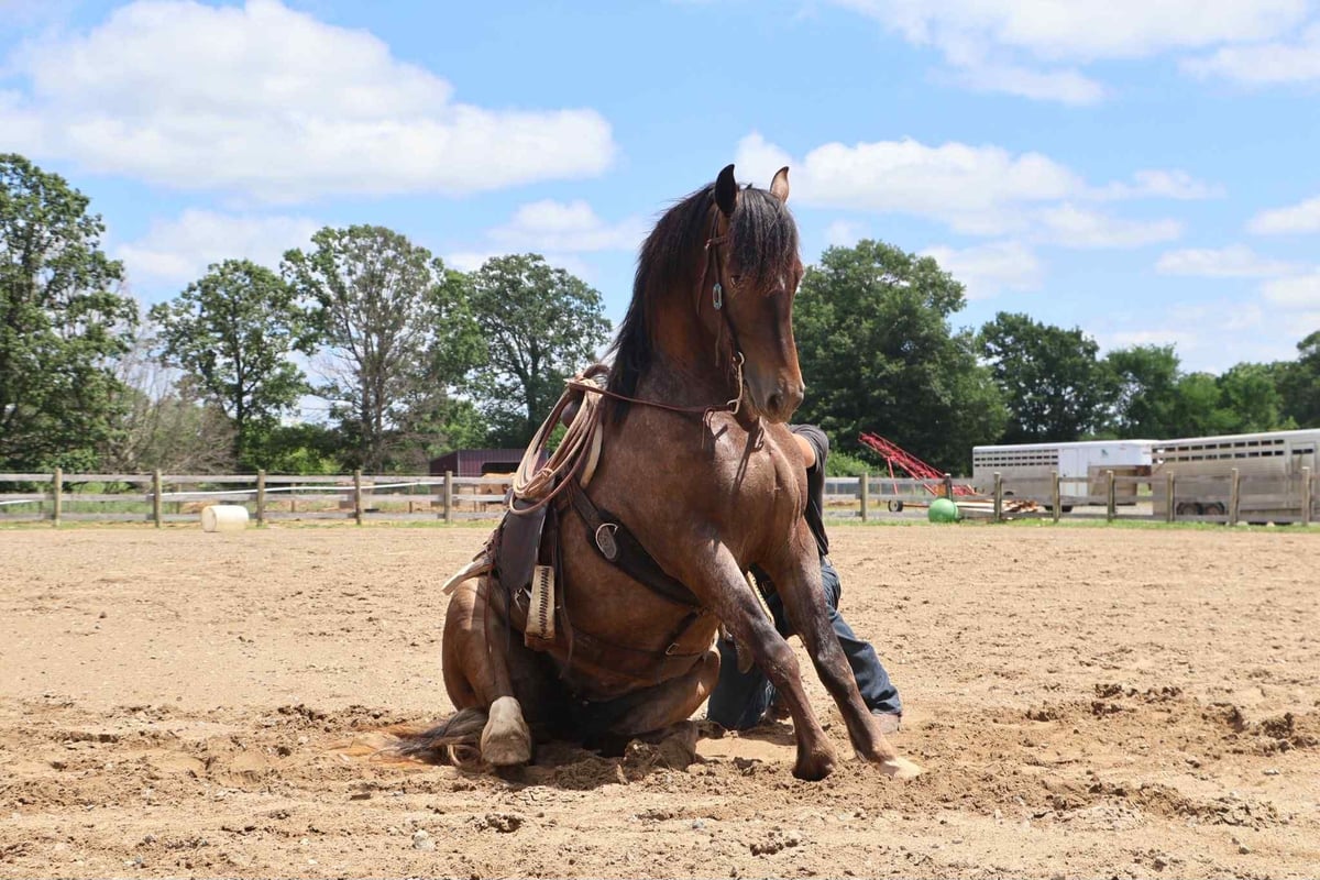 Gypsy Horse, 5yo Gypsy Horse mare, 14.1hh