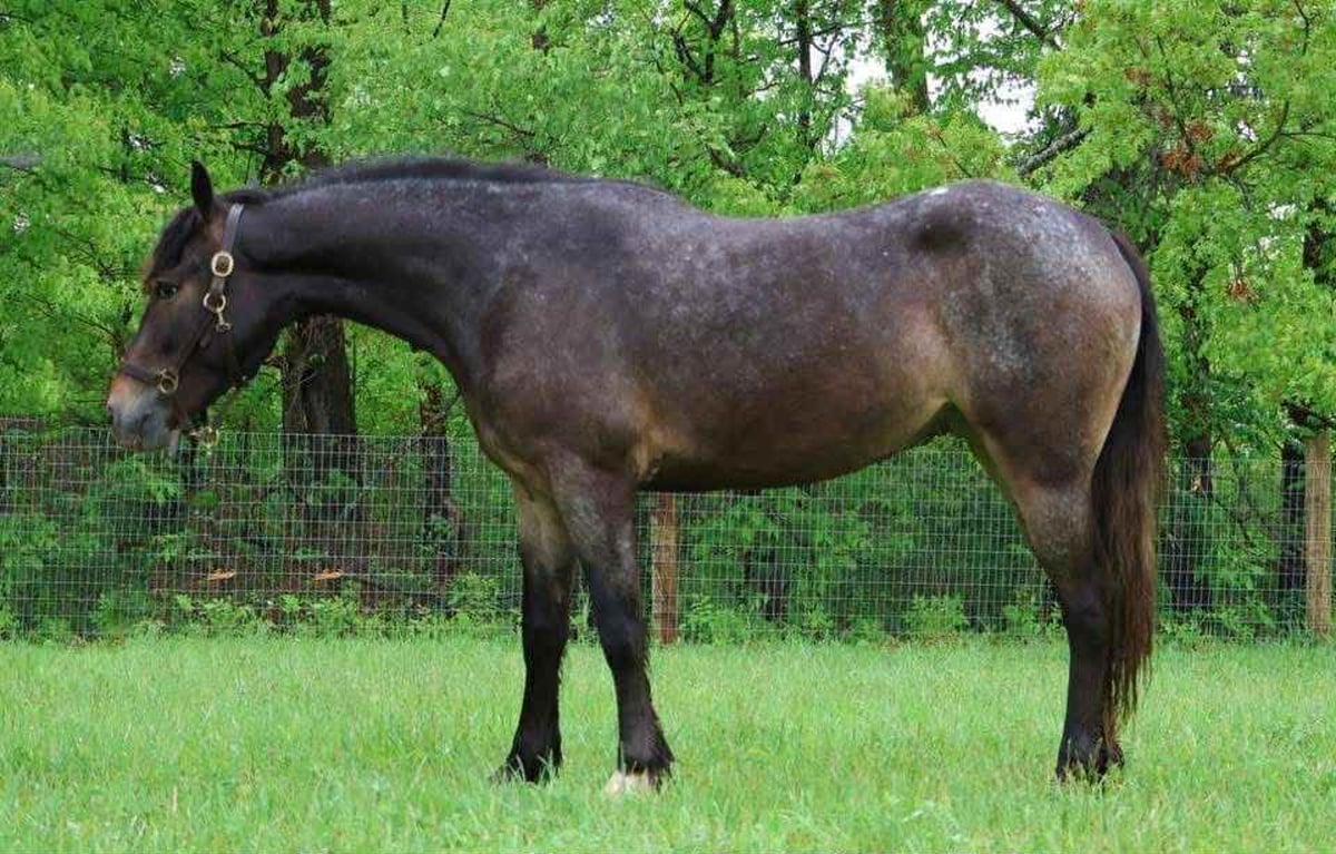 Gypsy Horse, 5yo Gypsy Horse mare, 14.1hh