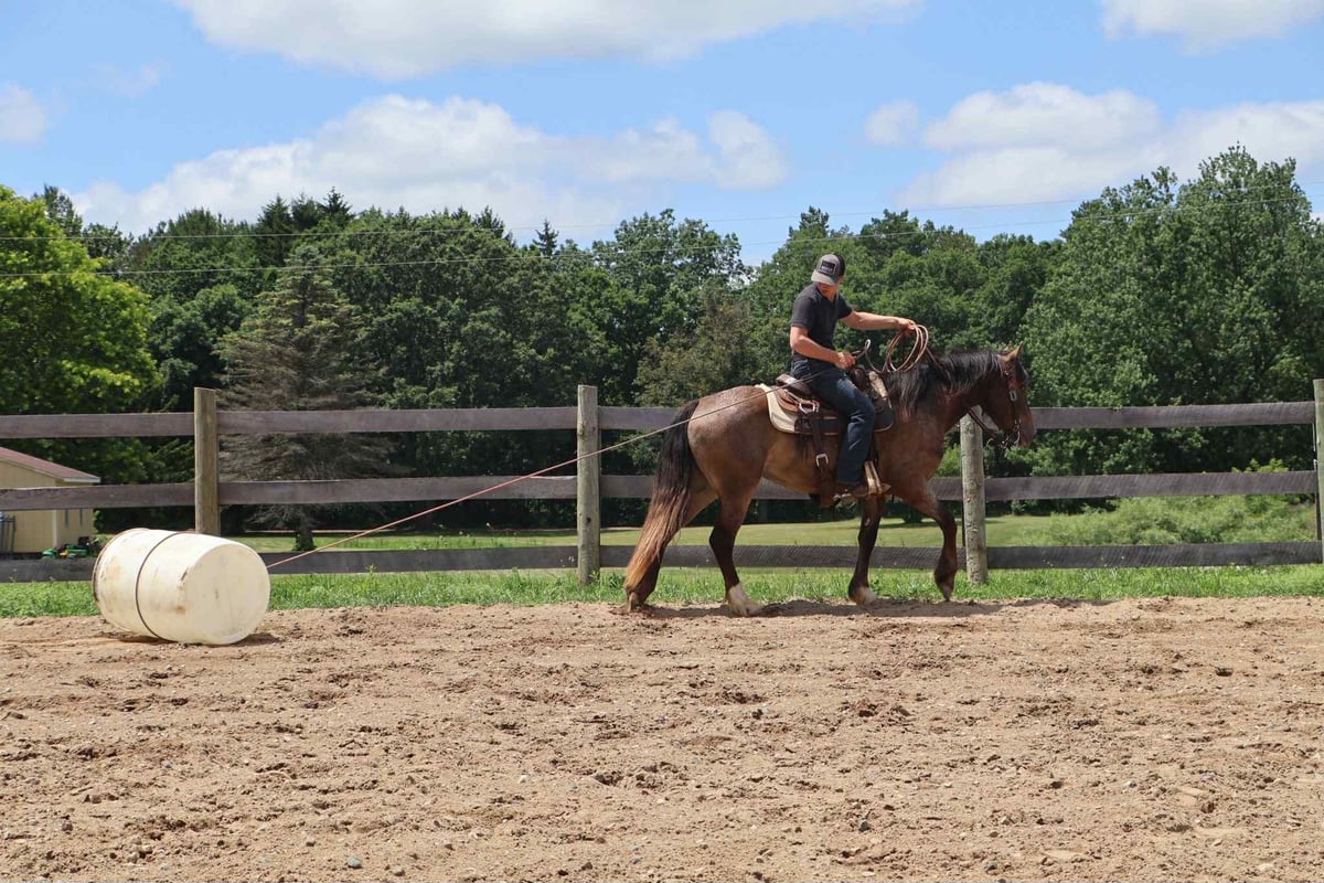 Gypsy Horse, 5yo Gypsy Horse mare, 14.1hh