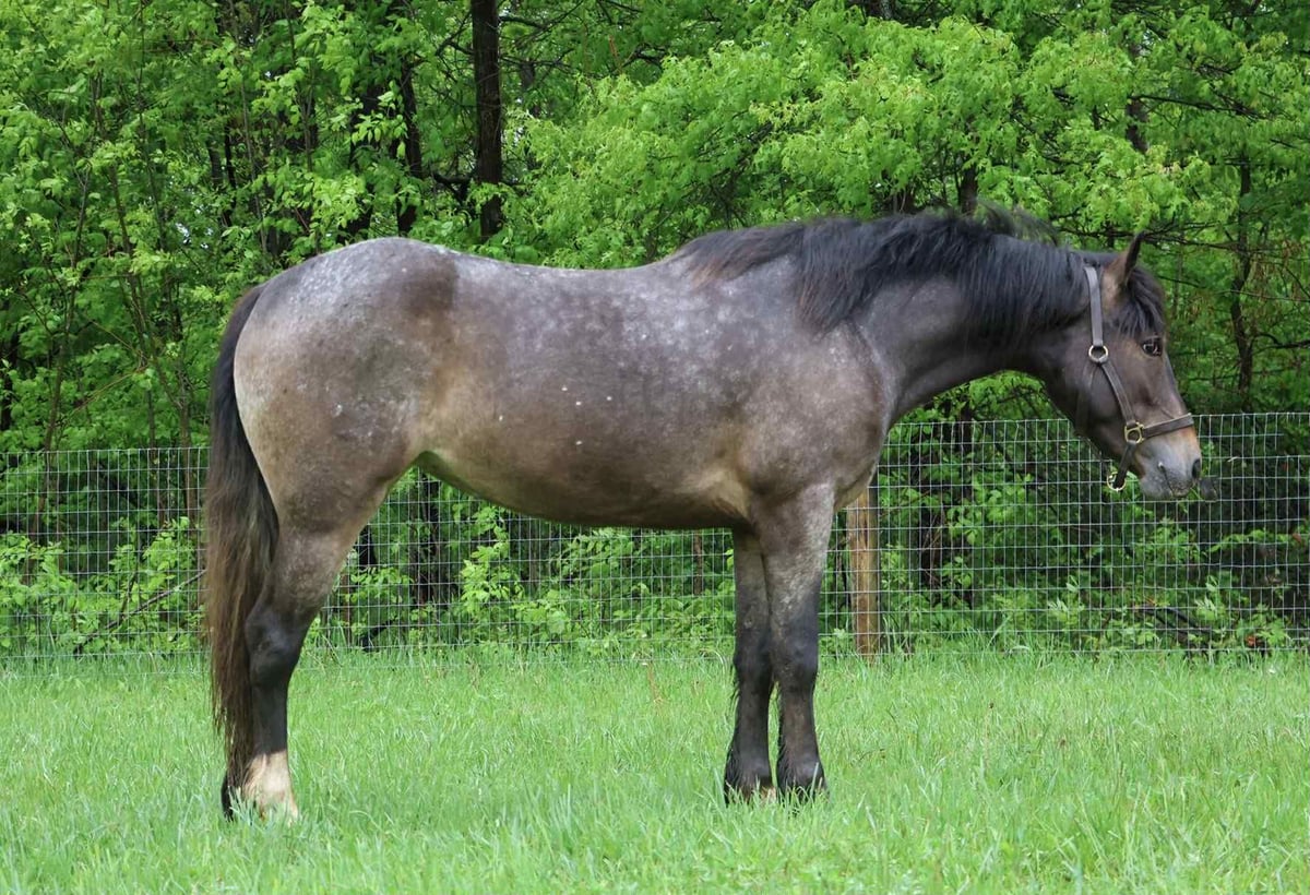 Gypsy Horse, 5yo Gypsy Horse mare, 14.1hh