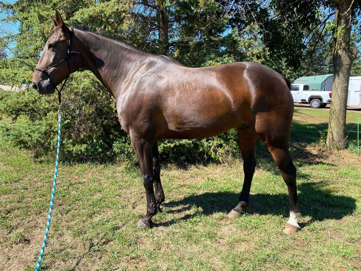McThirsty, 11yo Standardbred gelding, 15.2hh