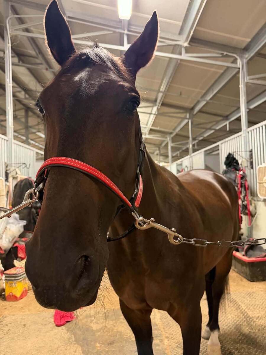 McThirsty, 11yo Standardbred gelding, 15.2hh