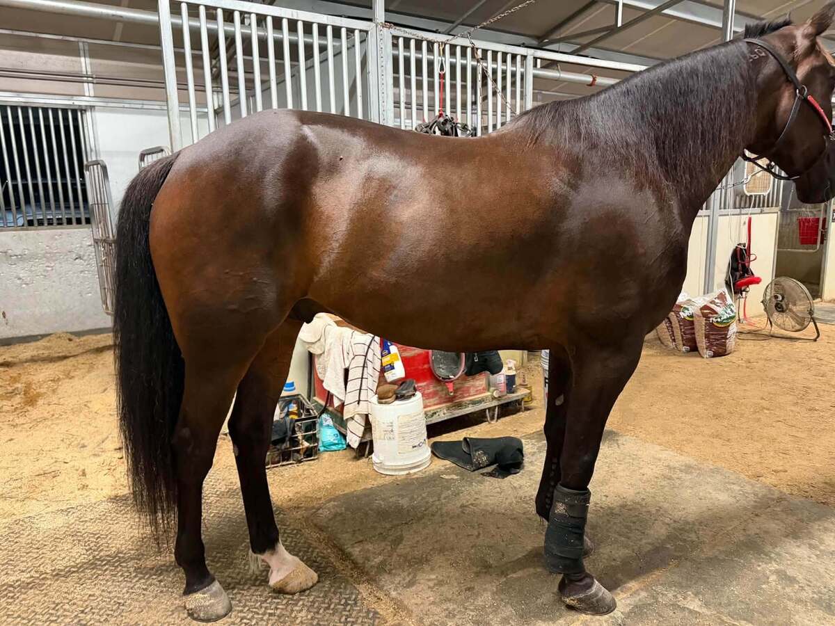 McThirsty, 11yo Standardbred gelding, 15.2hh
