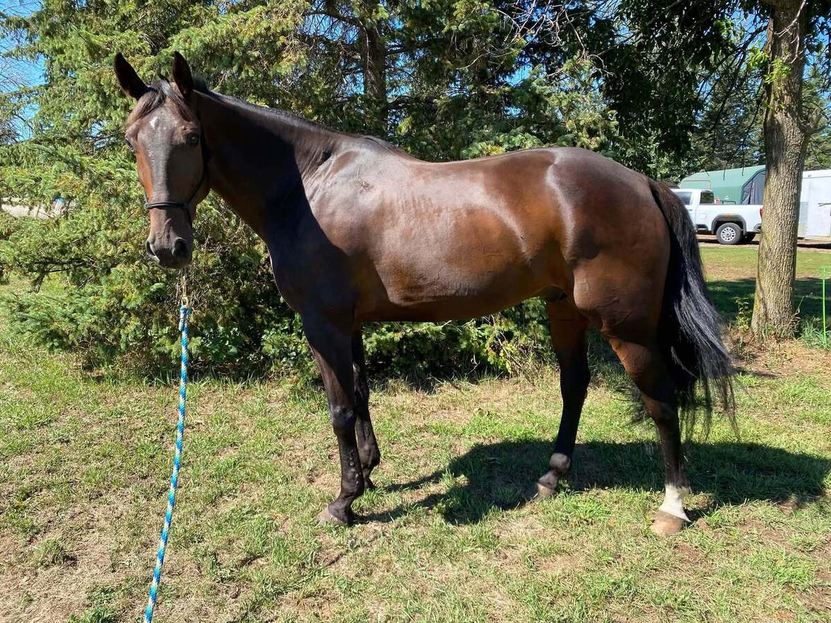 McThirsty, 11yo Standardbred gelding, 15.2hh