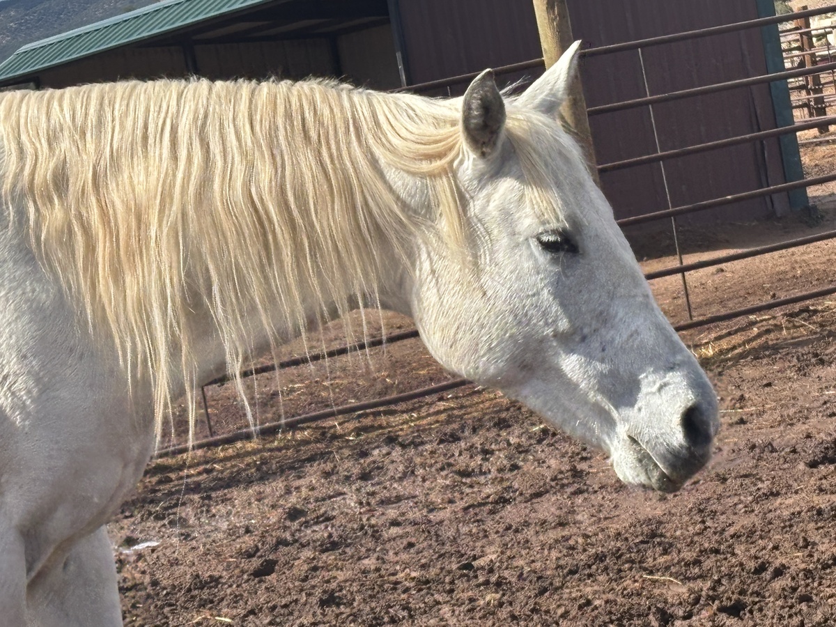 Barbie, 13yo mare, 14.3hh