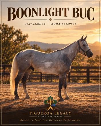 Boonlight Buc, 3yo AQHA Quarter Horse stallion, 15.1hh