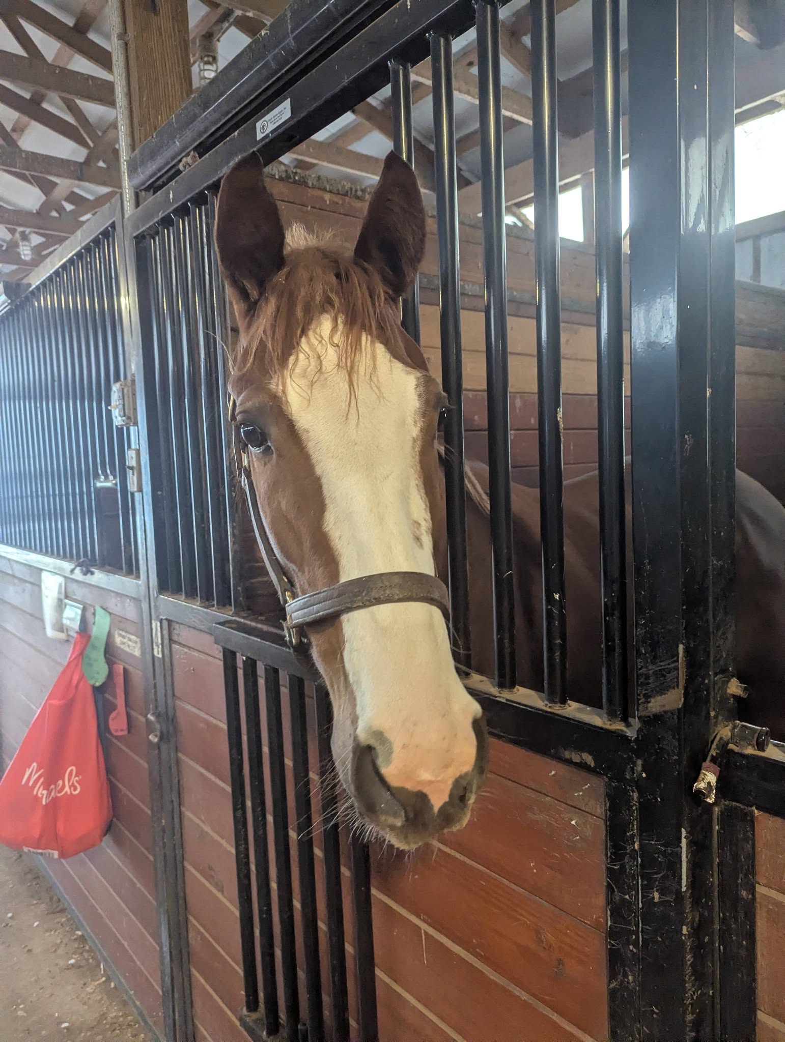 Just Words, 4yo Thoroughbred mare, 15.3hh