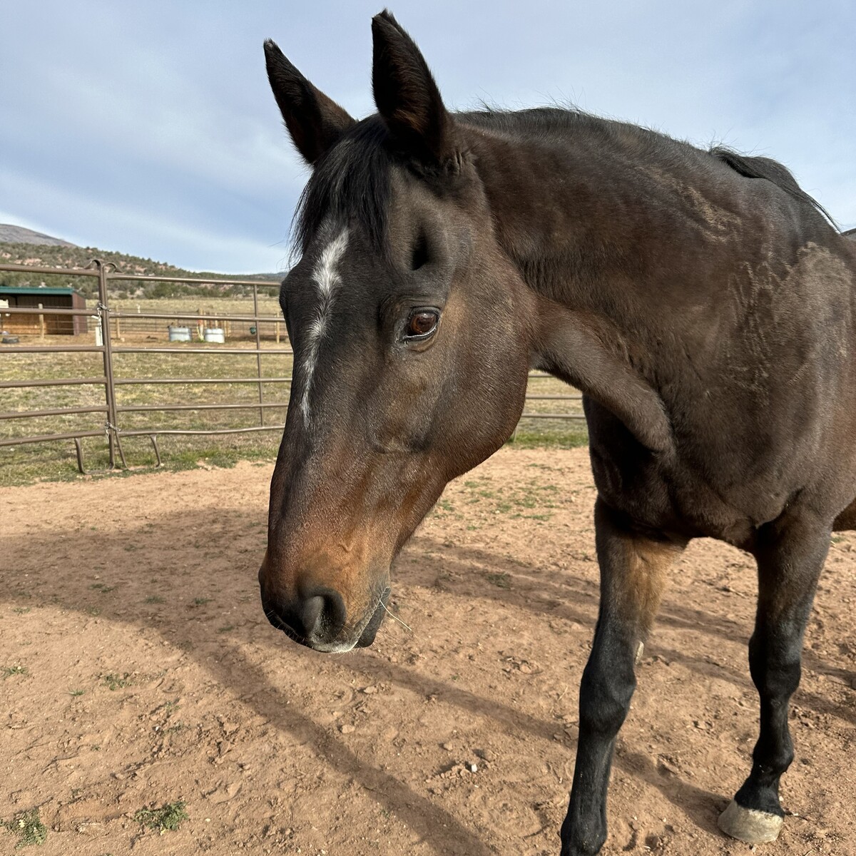 Blaze, 26yo Warmblood gelding, 16.2hh