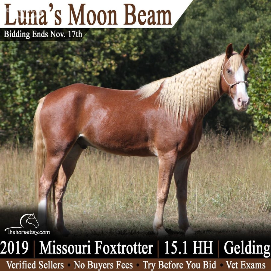 Missouri Foxtrotter, 7yo Missouri Foxtrotter gelding, 15hh