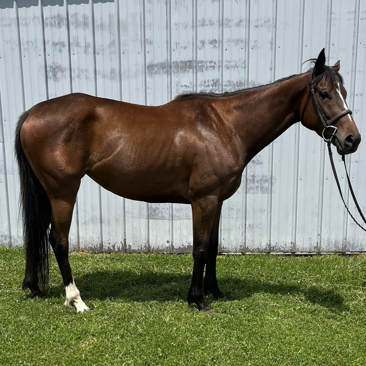 Cry If I Want To, 5yo Thoroughbred mare, 15.3hh