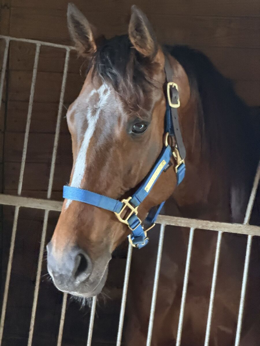 Cry If I Want To, 5yo Thoroughbred mare, 15.3hh