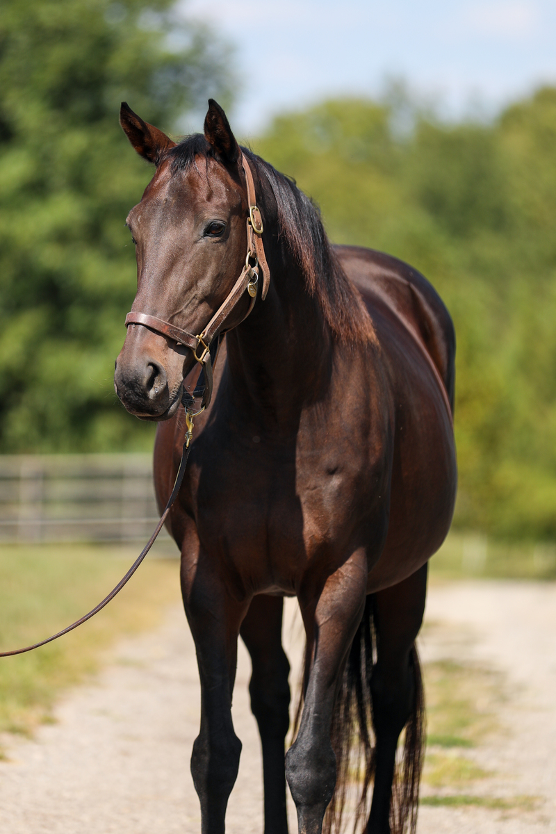 Emmy Lu Slew, 17yo Thoroughbred mare, 16.1hh