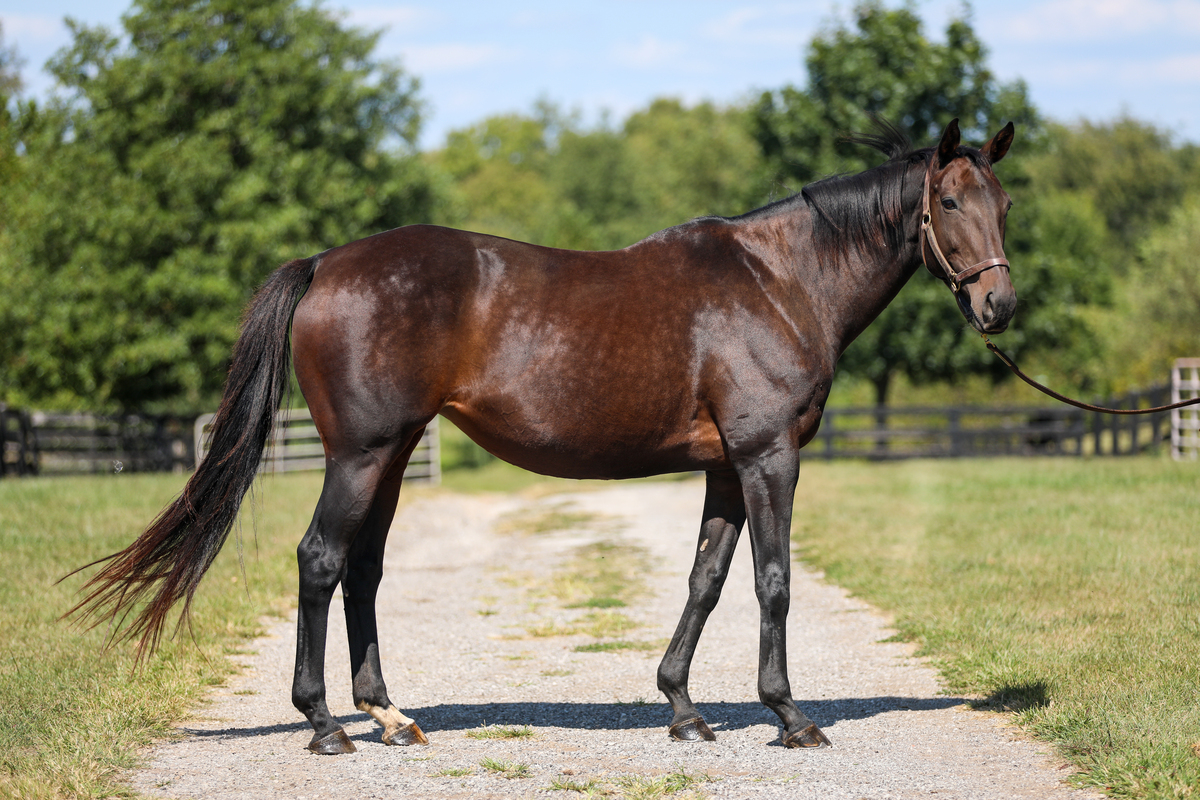 Emmy Lu Slew, 17yo Thoroughbred mare, 16.1hh