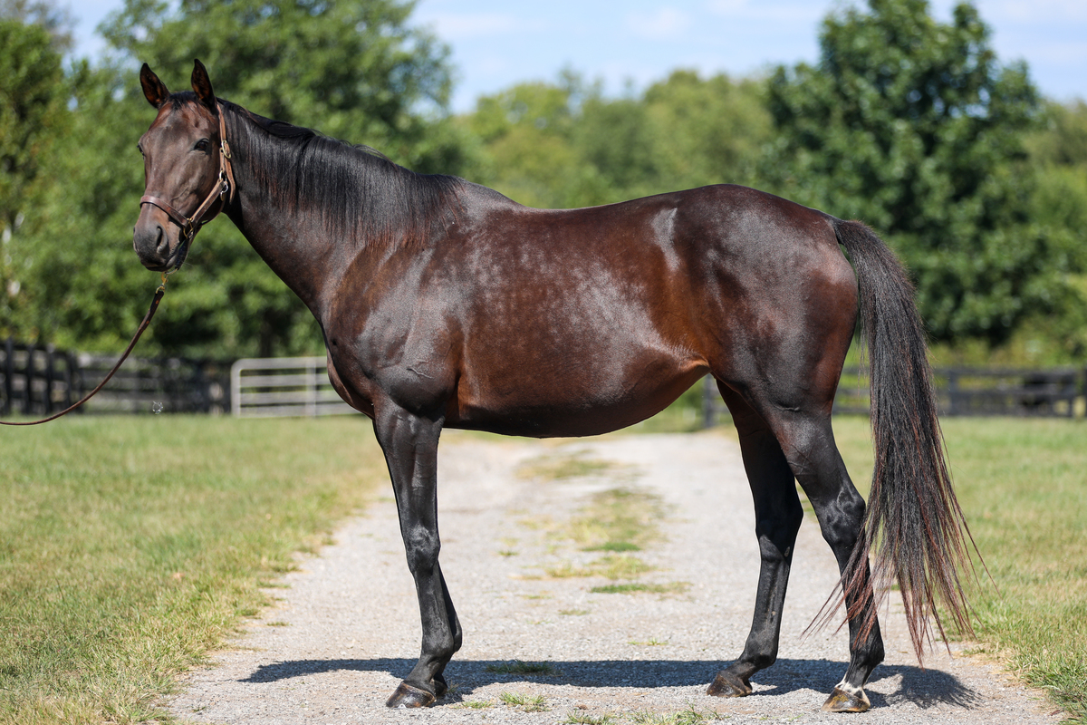 Emmy Lu Slew, 17yo Thoroughbred mare, 16.1hh
