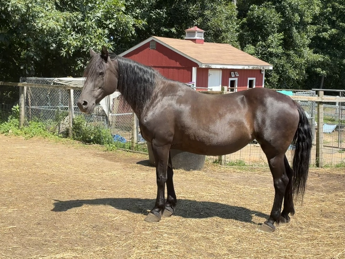 Panache, 20yo Canadian Horse mare, 15.0hh