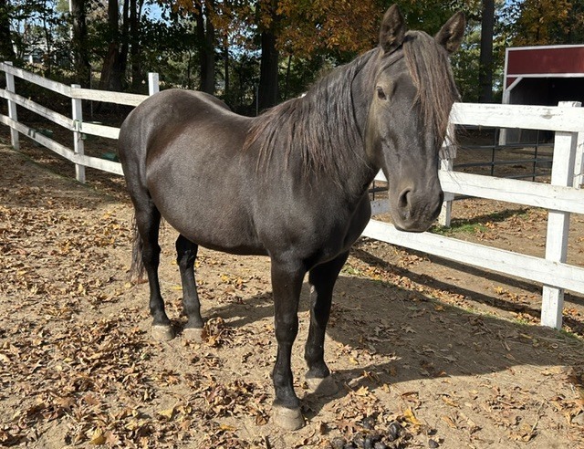 Panache, 20yo Canadian Horse mare, 15.0hh